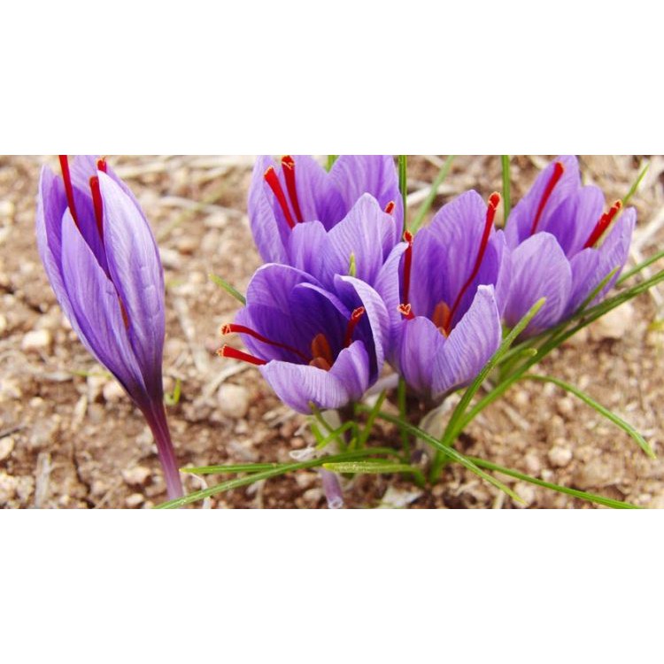 Saffron Negin Iran chính hãng Nhụy Hoa Nghệ Tây Iran loại Negin 12 2022 | BigBuy360 - bigbuy360.vn