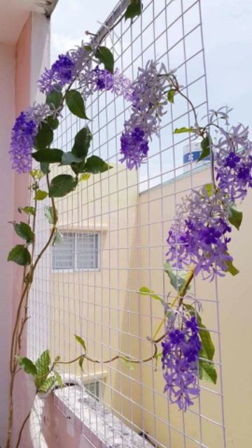 CÂY GIỐNG HOA MAI XANH