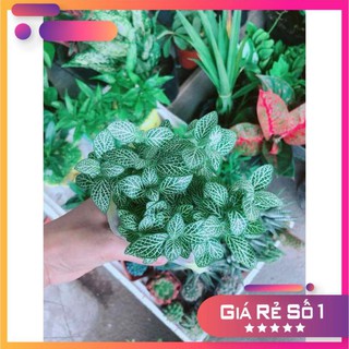 Cẩm Nhung Xanh Ưa Thích