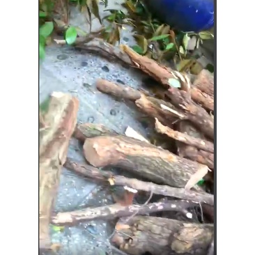 CÒN HÀNG NHA-ALO SHOP SHIP VÌ SIÊU NẶNG- Lũa Gỗ Vú Sữa Ghép Lan Nhà mới chặt Siêu rẻ Ship 30 phút.PHÚ NHUẬN