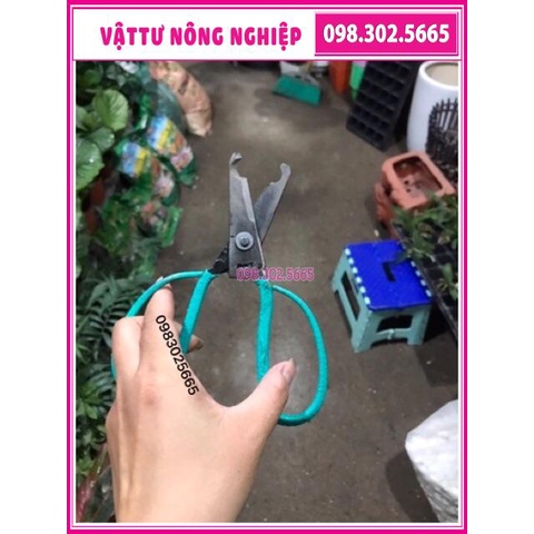 Kéo khoanh vỏ cây chiết cành