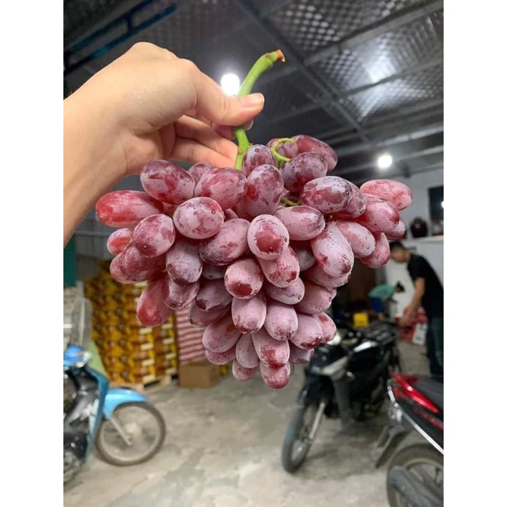 HCM Free Ship - 1.8kg Nho Đỏ Rubi Không Hạt Tươi Giòn Ngọt Lịm