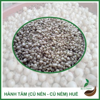 Củ Ném (Củ Nén - Hành Tăm - Hành Trắng) - Đặc sản Huế - Nhà trồng (500gr-1kg)