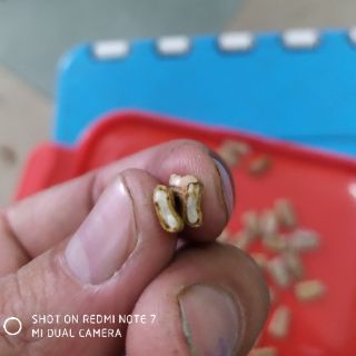 Bộ gói hạt giống Bầu hồ lô
