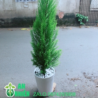 Chậu Cây Tùng Thơm 1m2(chỉ giao hoả tốc)