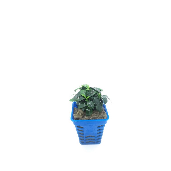 Nana tàu - ráy lá nhỏ - trầu bà thủy thủ sinh cây thủy sinh dễ trồng không cần co2
