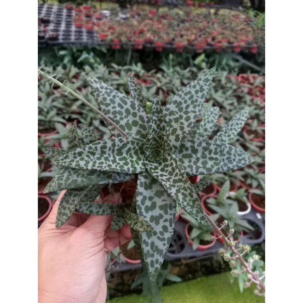 Chậu cứng Silver squill