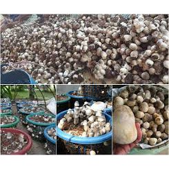 1 Bao Meo Nấm Rơm Thần Nông (36 bịch)