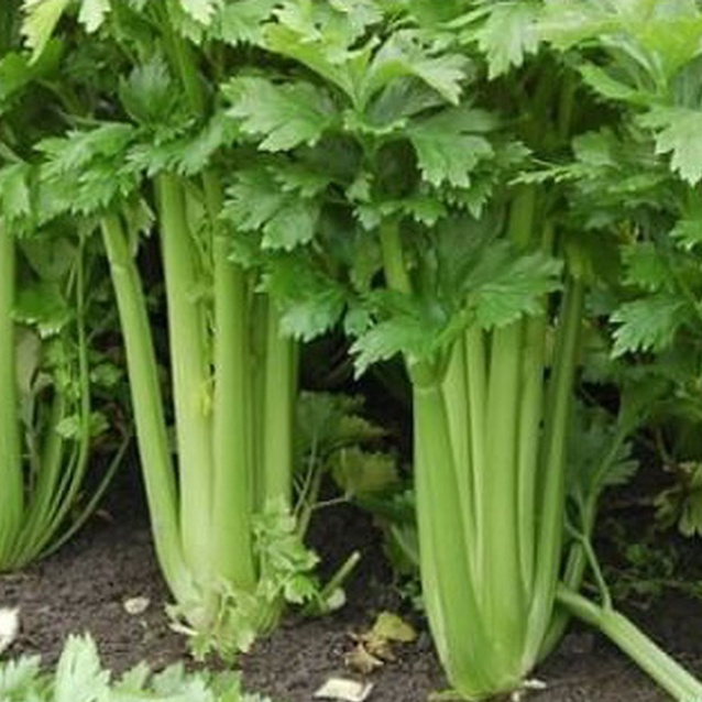 Hạt Giống Cần Tây Khổng Lồ F1 Siêu Năng Suất,Siêu Dễ Trồng