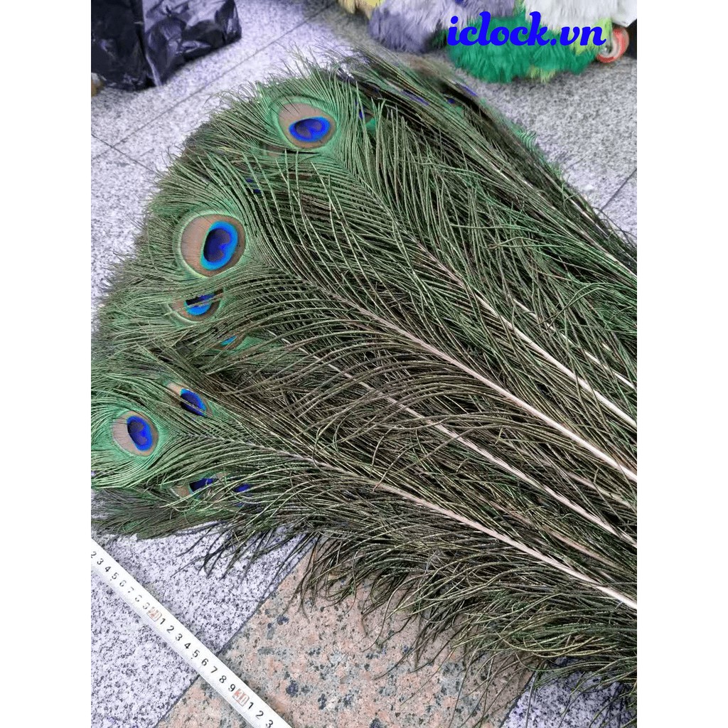 Lông Côn Phong Thủy 1,2m-1,3m [MUA TỐI THIỂU 15 LÔNG]