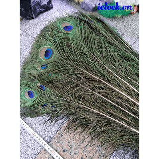 Lông côn phong thủy 1,2m-1,3m
