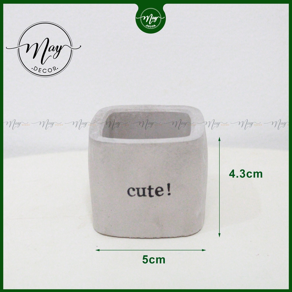 Cây thật, Chậu xi măng, xương rồng tai thỏ mini