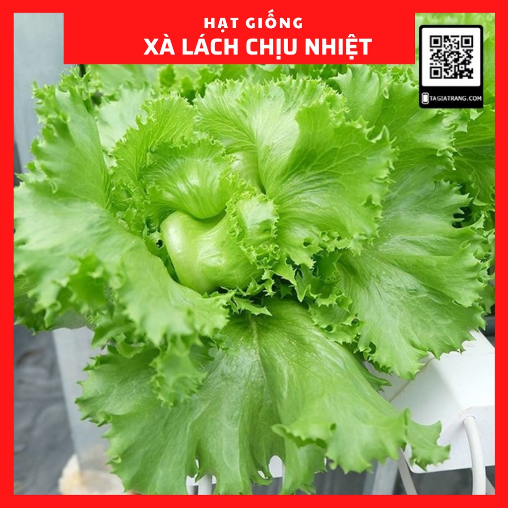 Hạt giống xà lách chịu nhiệt Minetto ăn giòn - Sản phẩm trồng thử tập làm vườn cùng Tạ Gia Trang