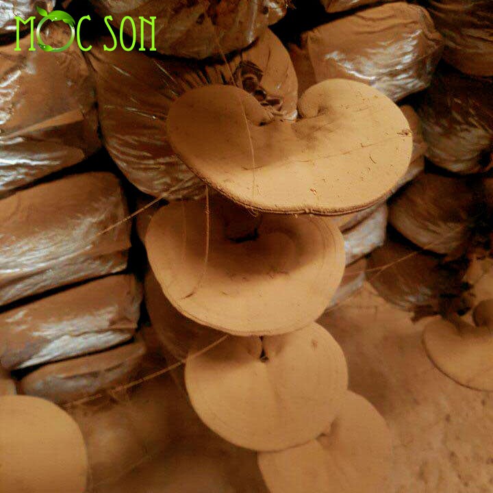 [Mã GROSALE2703 giảm 8% đơn 250K] Nấm linh chi đỏ còn nguyên bào tử Mộc Sơn túi 250g 500g | BigBuy360 - bigbuy360.vn