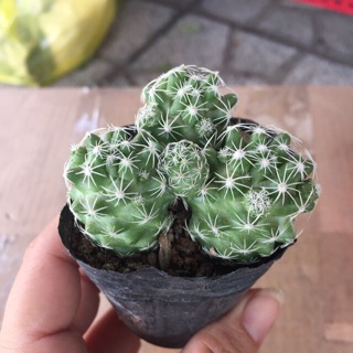 Xương rồng trứng chim