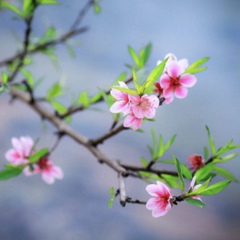 Phân bón hoa B1 - Chuyên dùng cho hoa cúc, hoa hồng, đào, lan gói 30g Longf1