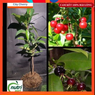 Cậy Giống - Cây Cherry Nhiệt Đới Cao Khoảng 70cm - Giống Bên Tre Siêu Sai Quả