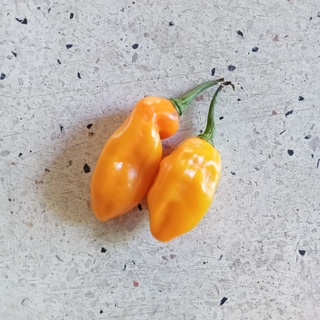 5 Hạt Giống Ớt Bonda Ma Jacques (Siêu Cay)