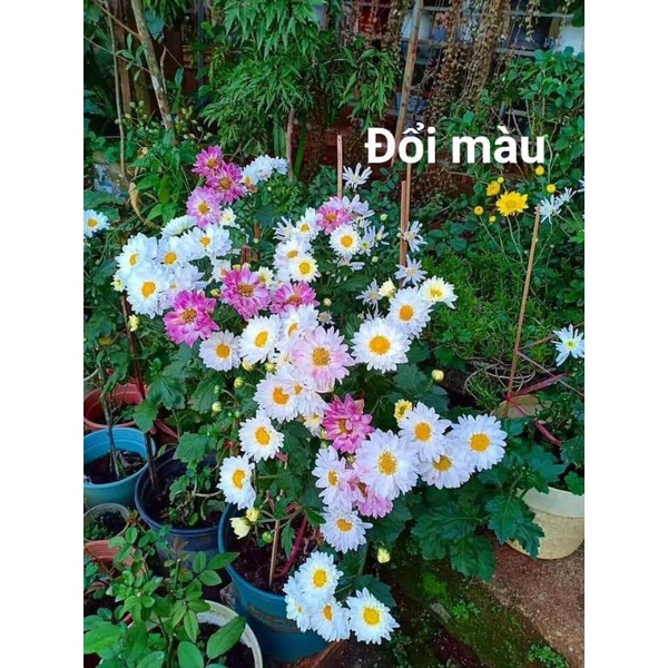 cây giống cúc đổi màu