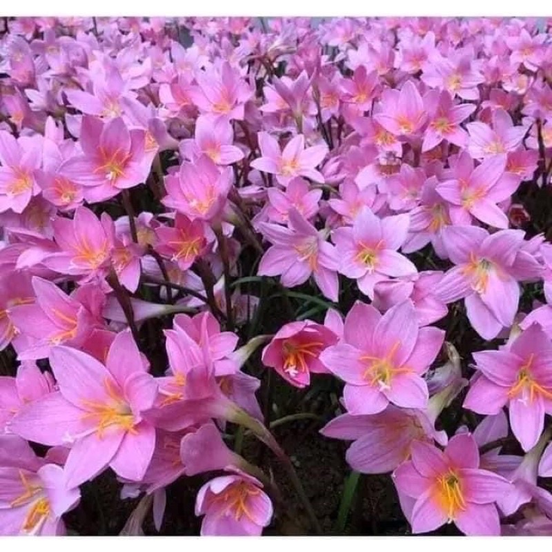 CONBO 1 KG huệ mưa , tóc  tiên hồng khủng bông to (ảnh thật)