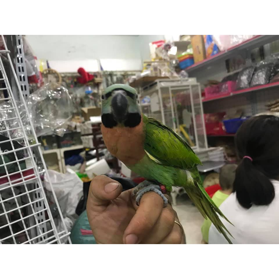 Vòng đeo chân cho chim cảnh có khắc thông tin