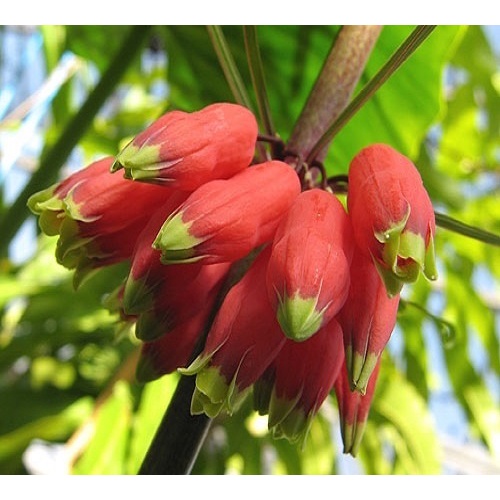 Hạt Giống Cây Hoàng tinh hoa đỏ KNS9 - Gói 10 hạt