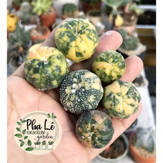 Xương rồng Aster lem siêu cưng