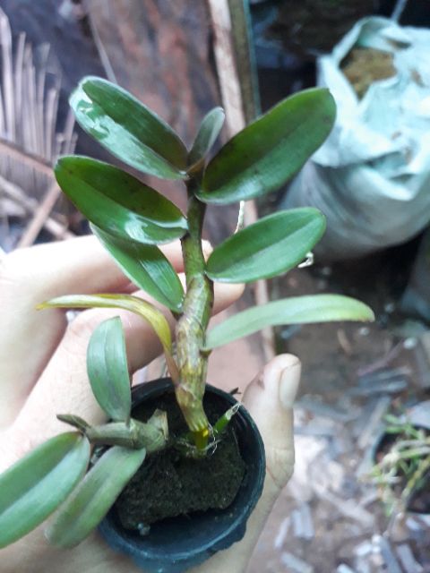 Phong lan di linh nù tam bố