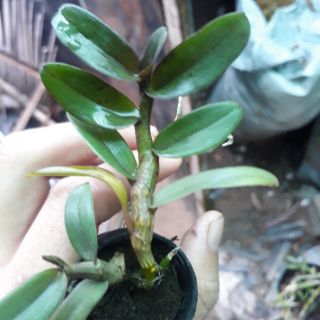 Phong lan di linh nù tam bố