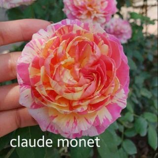 Chậu hoa hồng sọc claudemonet