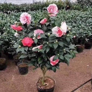 Giống cây trà my - xả xả xả