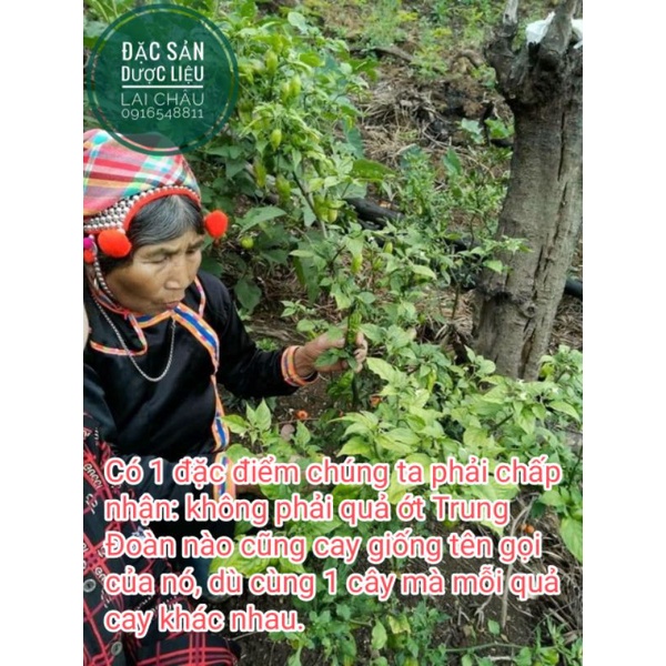 Ớt trung đoàn Mường Tè Lai Châu, ớt cay nhất Việt Nam