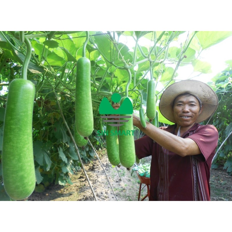 10H Hạt giống Bầu sao trái dài 30 - 40 cm cây khoẻ kháng bệnh chết dây