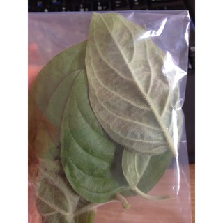 500gr lá mơ lông tươi sạch Đăk Lăk
