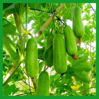 Hạt giống Bí Đao
