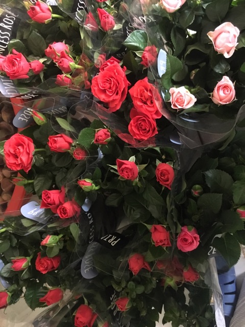 Hoa hồng siêu nụ abida, hàng sẵn hoa - hoa đẹp