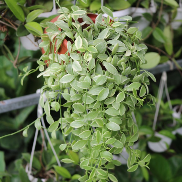 Chậu treo Đô La hạt  dưa