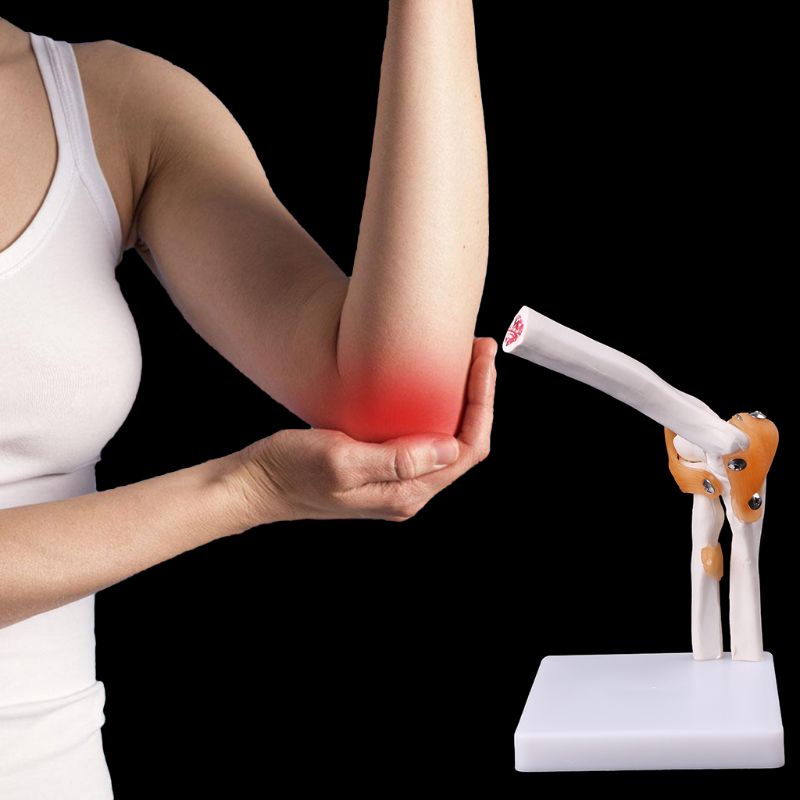 Wer Mô Hình Giải Phẫu Học Khớp Khuỷu Tay Kích Thước Cuộc Sống Dùng Trong Giải Phẫu