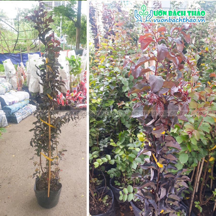 Cây hoa tường vi huyết long đỏ