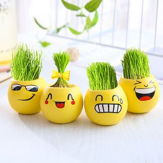 Chậu cây để bàn mini mặt cười