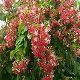 Chậu cây giống sử quân tử, cây khỏe đã có hoa