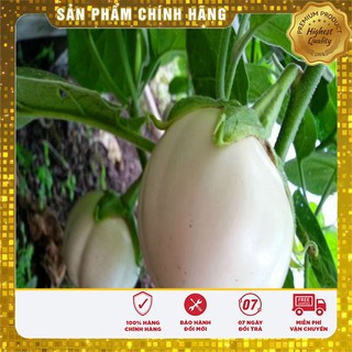 Hạt giống cà đĩa trắng