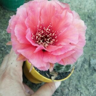 Xương rồng Lobi C13
