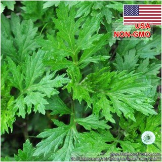 500.HẠT Hạt Giống Ngải Cứu Mugwort (| A4*W50)