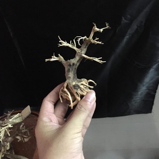 Bonsai mini giá rẻ