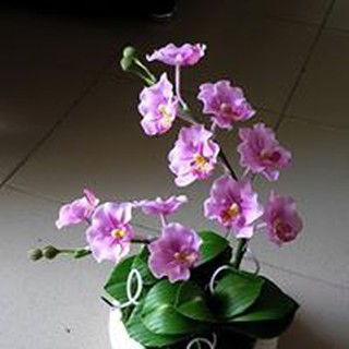 Hoa Lan hồ điệp cỡ trung để bàn