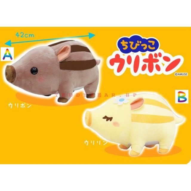 Cặp lợn amuse chính hãng