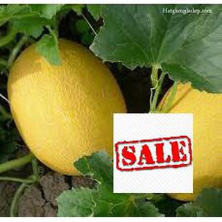 Hạt giống dưa lưới vàng 20 hạt SALE