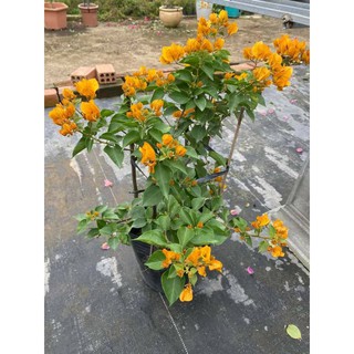 Hoa giấy .... đủ màu.... siêu bông.