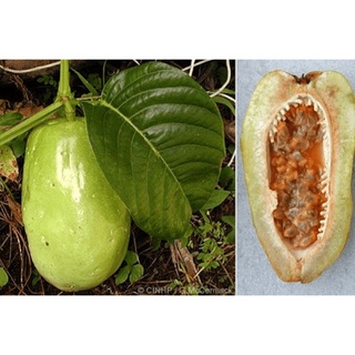 Hạt giống dưa tây - 5 hạt/ gói
